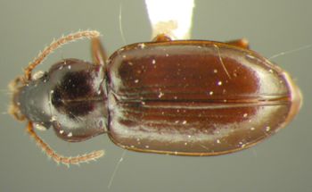 Media type: image;   Entomology 33056 Aspect: habitus dorsal view